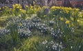 Yellow daffodils and white snowdrops growing together