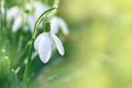 Spring snowdrops Royalty Free Stock Photo