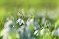 Spring snowdrops Royalty Free Stock Photo