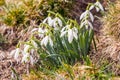 Spring snowdrops flowering in the sunlit woods Royalty Free Stock Photo