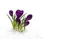 Spring snowdrops flowers violet crocuses in snow on a white background with space for text Royalty Free Stock Photo