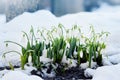 Spring snowdrops Galanthus Nivalis in snow