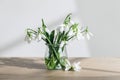 Spring snowdrops Galanthus Nivalis in the vase