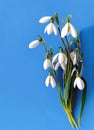 spring, spring snowdrops, happy spring day, for international women s day, on a blue plain background, isolated