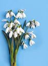 spring, spring snowdrops, happy spring day, for international women s day, on a blue plain background, isolated