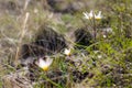 Spring snowdrops. A lot of beautiful snowdrop flowers in nature. Spring picture. Royalty Free Stock Photo