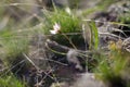 Spring snowdrops. A lot of beautiful snowdrop flowers in nature. Spring picture. Royalty Free Stock Photo