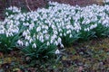 Spring snowdrops on the meadow.