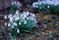 Spring snowdrops on the meadow.