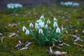 Spring snowdrops on the meadow.