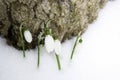 Spring snowdrops in snow in the forest