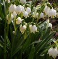 Spring snowdrops, snow-white flowers Royalty Free Stock Photo