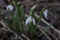 A spring snowdrops Royalty Free Stock Photo