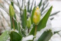 Spring snowfall flowers and plants covered with snow Royalty Free Stock Photo