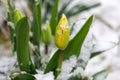 Spring snowfall flowers and plants covered with snow Royalty Free Stock Photo