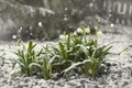 snowfall, snowdrops under the snow Royalty Free Stock Photo