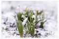 snowfall, snowdrops under the snow Royalty Free Stock Photo