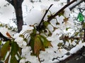 spring snowfall spring frosts, blooming garden, cherry, peach, destroyed crop Royalty Free Stock Photo