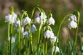 Spring snowflake Royalty Free Stock Photo