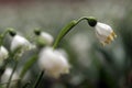 Spring snowflake Royalty Free Stock Photo