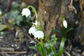 Spring snowflake early spring flower