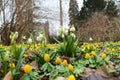 Spring snowflake and Eranthis hyemalis flowers