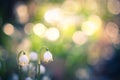 Spring snowflake flowers blossom, blooming in natural environment of forest, woods. Spring background with strong bokeh