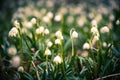 Spring snowflake flowers blossom, blooming in natural environment of forest, woods. Spring background with strong bokeh