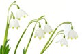 Spring snowflake flowers (Leucojum vernum)