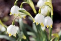 Spring Snowflake flowers Leucojum vernum Royalty Free Stock Photo