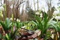 Spring snowflake flowers in Rogalin in Poland