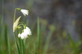 Spring Snowflake Leucojum Flowers Royalty Free Stock Photo