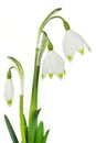 Spring snowflake (Leucojum vernum)