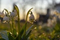 Spring snowflake Leucojum vernum blooming under the warm sunrays, with beautiful forest background and soft focus highlights.