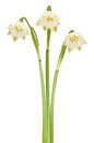 Spring snowflake Leucojum vernum flowers