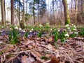 Spring snowflake (Leucojum vernum)