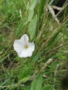 Spring snowflake