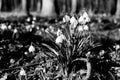 spring snowflake in Pistecky les forest in Czechia on 4. March 2024 on black and white film photo - blurriness and noise of