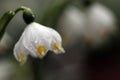 Spring snowflake Royalty Free Stock Photo