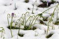 Close-up of spring snowflakes and crocus flowering in snow