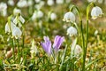 Spring snowflakes and crocus bloom in sunny garden, blurred background