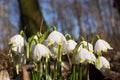 Spring Snowflakes