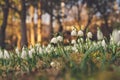 Spring snowflakes