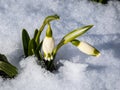 The spring snowflakes - Leucojum vernum - single white flowers with greenish marks near the tip of the tepal emerging from the