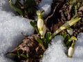 The spring snowflakes - Leucojum vernum - single white flowers with greenish marks near the tip of the tepal