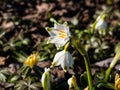 The spring snowflakes - Leucojum vernum - single white flowers with greenish marks near the tip of the tepal flowering