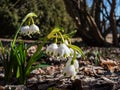 The spring snowflakes - Leucojum vernum - with single white flowers with greenish marks near the tip of the tepal flowering in