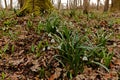 Spring snowflakes in the Hainich national park in thuringia Royalty Free Stock Photo