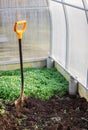 Spring soil preparation in a greenhouse. Green manure as a concept in organic farming. Vertical crop Royalty Free Stock Photo