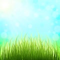 Spring solar background and tender grass. The awakening of nature.